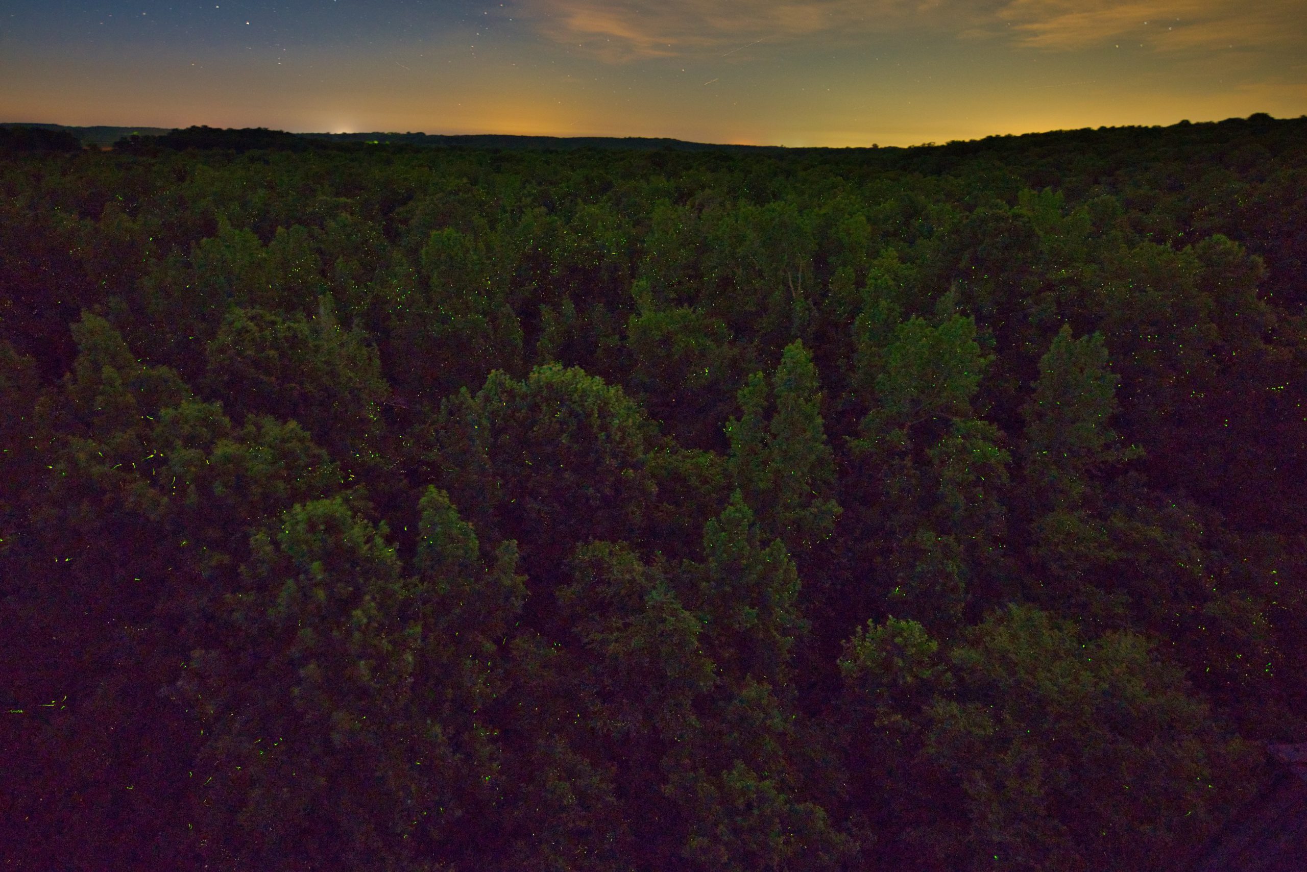 Fireflies Emerging