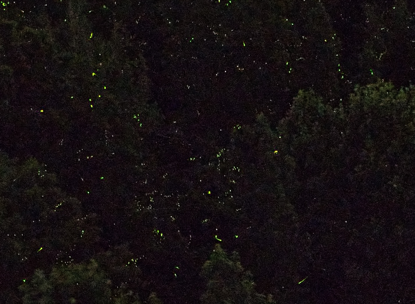 Fireflies2022 02Zoomed